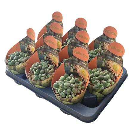 Pleiospilos Nelii Potcover