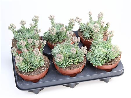 Graptopetalum Altair