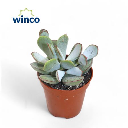 Adromischus Chocolyne