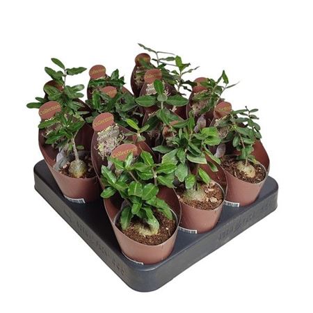 Fockea Edulis Potcover
