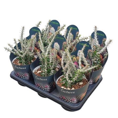 Alluaudia Procera Potcover