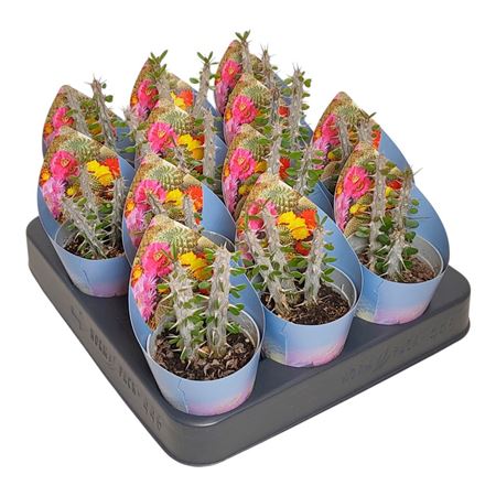 Alluaudia Procera Potcover