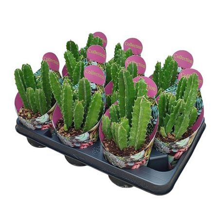 Stapelia Gigantea Potcover