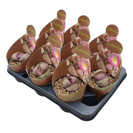 Pleiospilos Nelii Royal Flush Potcover