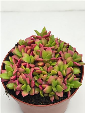 Anacampseros Rufescens Pink Lips