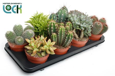 Succulenten Cactus Mix