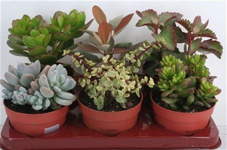 Succulent Mix