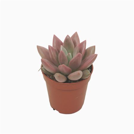 Pachyveria Rosy Crow