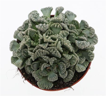 Titanopsis Calcarea