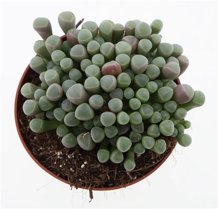 Fenestraria Rhopalophylla