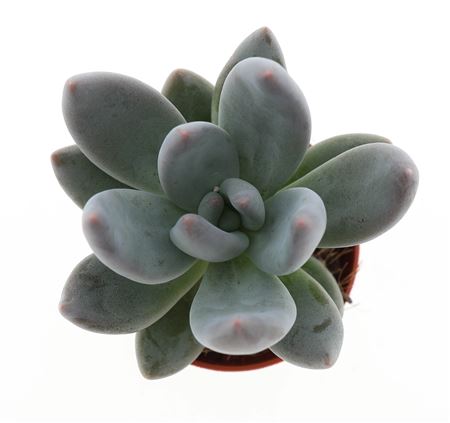 Pachyphytum Dark Red