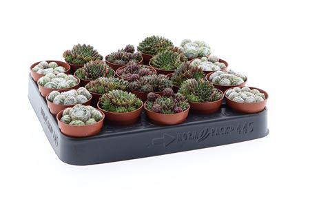 Sempervivum Mix