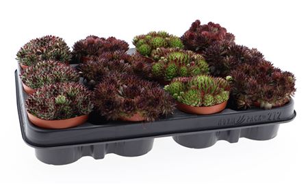 Sempervivum Mix