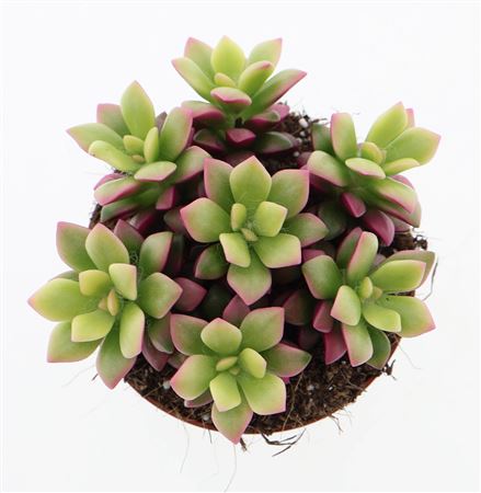 Anacampseros Rufescens Sunrise Pink