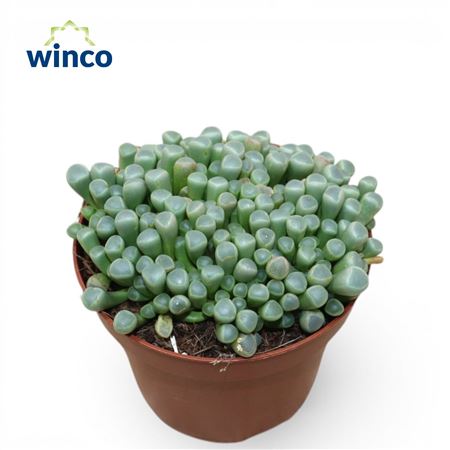 Fenestraria Aurantiaca
