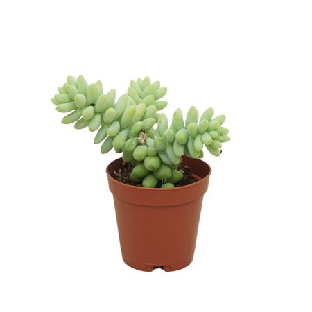 Sedum Burito 5,5 Cm