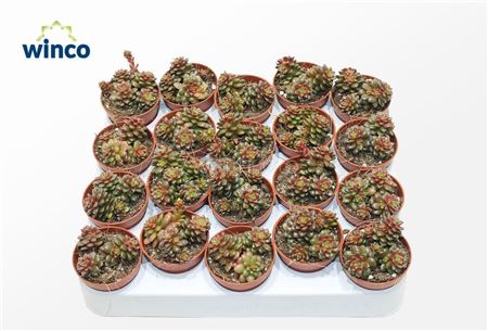 Graptosedum Little Gimmie