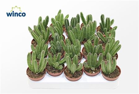 Stapelia Leendertizia