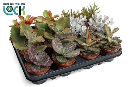 Kalanchoë Mix