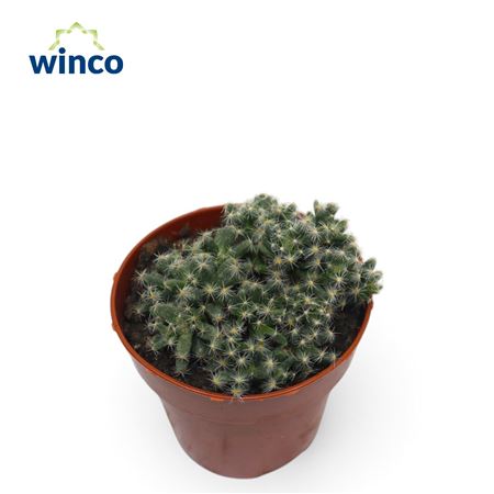 Trichodiadema Densum