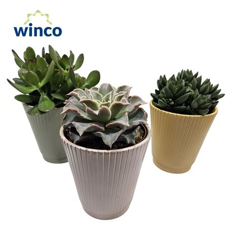 Succulent Mix In Keramiek Sarah