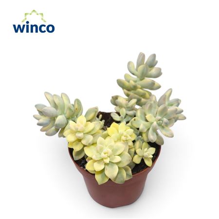Cotyledon Titubans Variegata Group