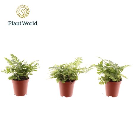 Rumohra Adiantiformis Variegata  (decorum)