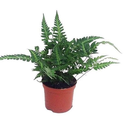 Rumohra Adiantiformis Variegata (winterhard)