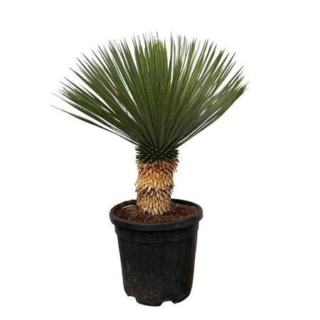 Yucca Rostrata