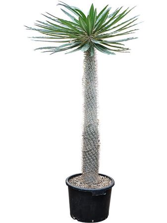 Pachypodium Geayi