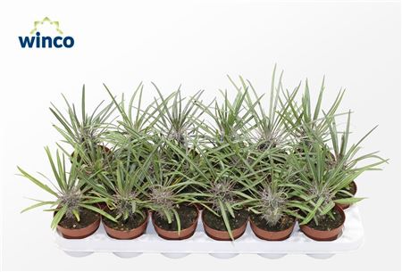 Pachypodium Geayi