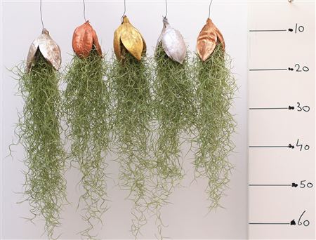 Tillandsia Penca Kerst Mix