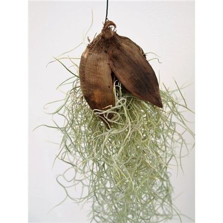 Tillandsia Penca Naturel