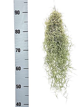 Tillandsia Usneoides Grey Small