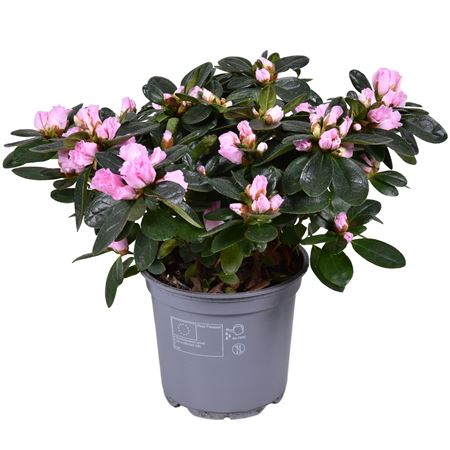 Azalea Vogel Pink
