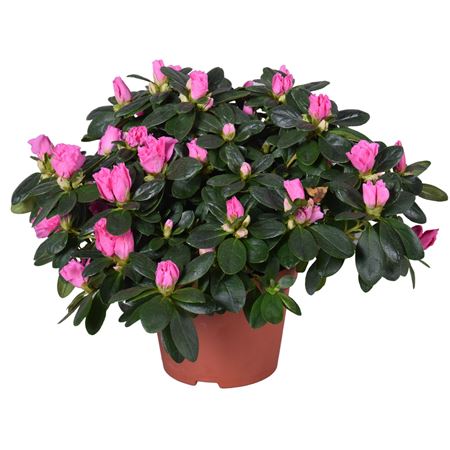 Azalea Vogel Pink