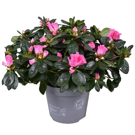 Azalea Vogel Pink-fuchia