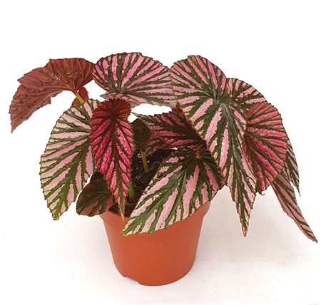 Begonia Brevirimosa