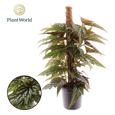 Begonia Sherwood Mosstok