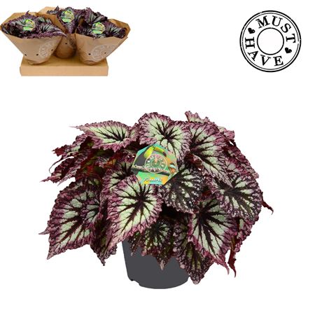 Begonia Rex Fireworks Must Have
