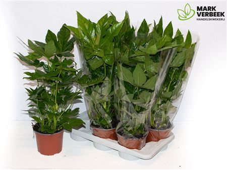 Fatsia Japonica