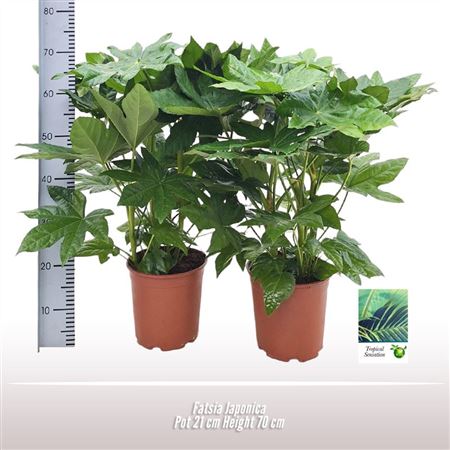 Fatsia Japonica