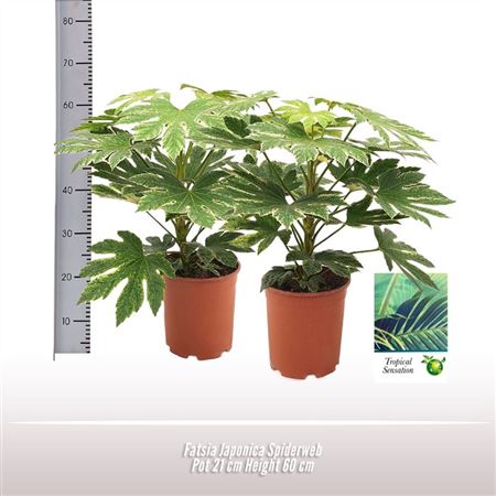 Fatsia Jap Spiderweb