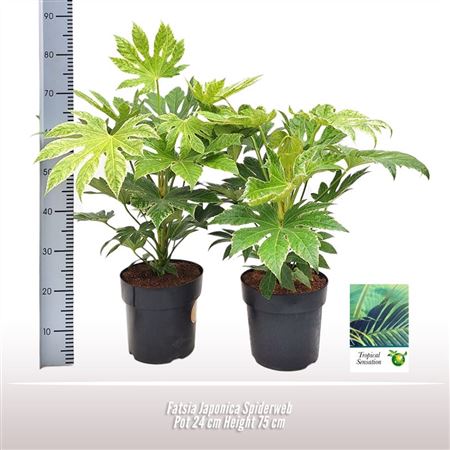 Fatsia Jap Spider