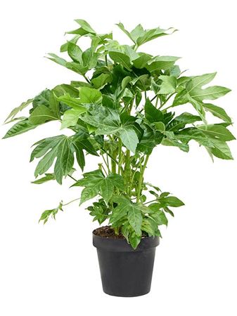 Fatsia Japonica