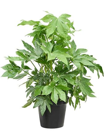 Fatsia Japonica