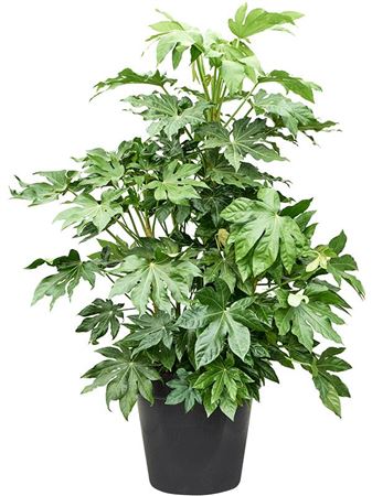 Fatsia Japonica