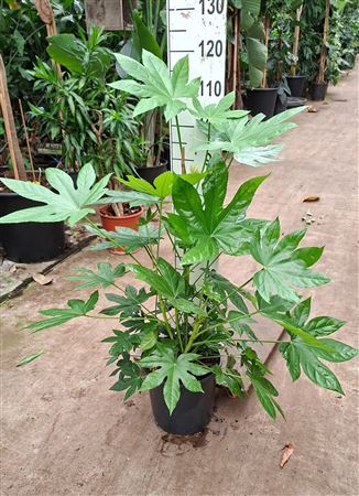 Fatsia Japonica