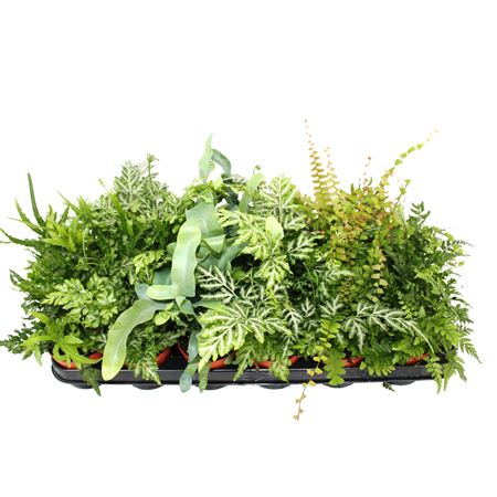 Fern Mix
