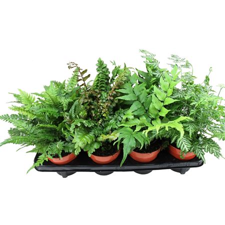 Fern Mix